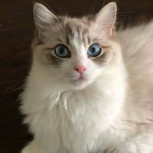 Meet your Posher, Anna